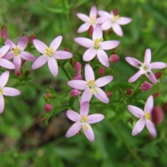 Centaurium sp. (Centaury) at South Durras, NSW - 22 Dec 2021 by Amata