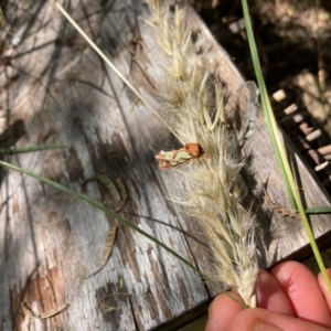 Cosmodes elegans at Cook, ACT - 31 Dec 2021 01:42 PM