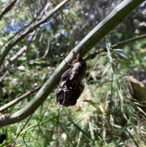 Endoxyla (genus) at Cook, ACT - 31 Dec 2021