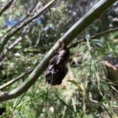 Endoxyla (genus) (Unknown Wood Moth) at Cook, ACT - 31 Dec 2021 by NickiTaws