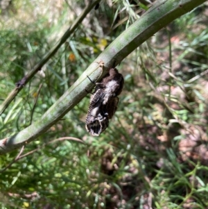 Endoxyla (genus) at Cook, ACT - 31 Dec 2021