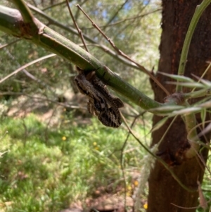 Endoxyla (genus) at Cook, ACT - 31 Dec 2021