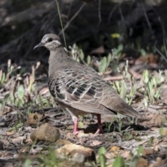 Phaps chalcoptera (Common Bronzewing) at Bruce, ACT - 30 Dec 2021 by AlisonMilton