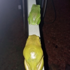 Litoria caerulea (Green Tree Frog) at Evans Head, NSW - 31 Dec 2021 by AaronClausen