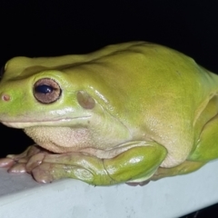 Litoria caerulea at Evans Head, NSW - 31 Dec 2021