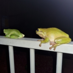 Litoria caerulea at Evans Head, NSW - 31 Dec 2021 09:19 PM