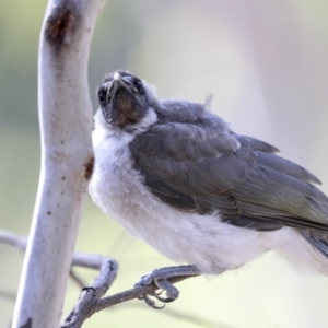 Philemon corniculatus at Bruce, ACT - 31 Dec 2021 08:43 AM