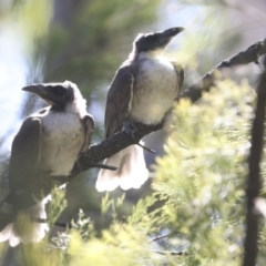 Philemon corniculatus at Bruce, ACT - 31 Dec 2021 08:43 AM