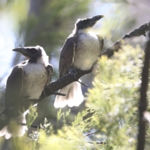 Philemon corniculatus at Bruce, ACT - 31 Dec 2021