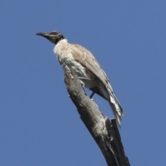 Philemon corniculatus at Bruce, ACT - 31 Dec 2021 08:43 AM