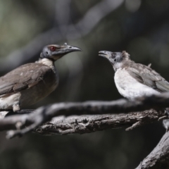 Philemon corniculatus at Bruce, ACT - 31 Dec 2021