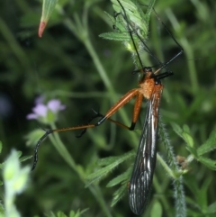 Harpobittacus australis (Hangingfly) at Namadgi National Park - 29 Dec 2021 by jbromilow50