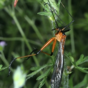 Harpobittacus australis at Tennent, ACT - 29 Dec 2021