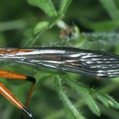 Harpobittacus australis at Tennent, ACT - 29 Dec 2021