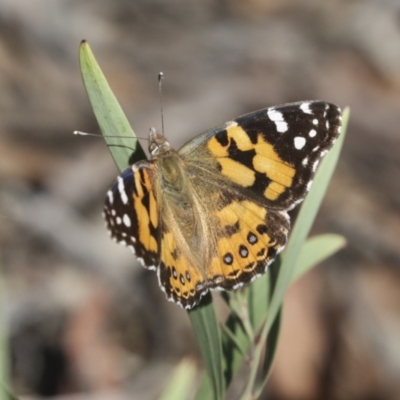 Vanessa kershawi (Australian Painted Lady) at Bruce, ACT - 31 Dec 2021 by AlisonMilton