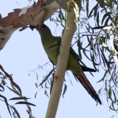 Polytelis swainsonii (Superb Parrot) at Bruce, ACT - 31 Dec 2021 by AlisonMilton