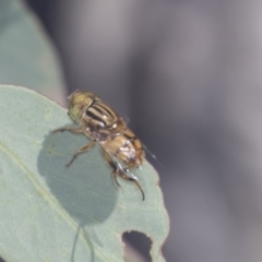 Eristalinus punctulatus (Golden Native Drone Fly) at GG265 - 30 Dec 2021 by AlisonMilton