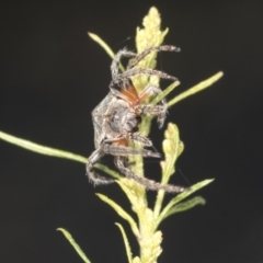 Dolophones sp. (genus) (Wrap-around spider) at Bruce Ridge - 30 Dec 2021 by AlisonMilton