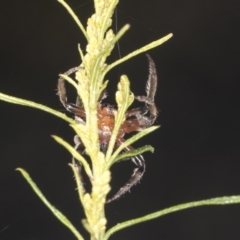 Dolophones sp. (genus) at Bruce, ACT - 31 Dec 2021 08:26 AM