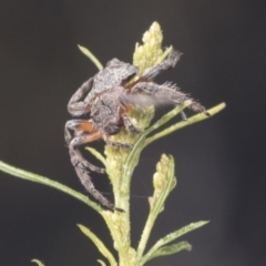 Dolophones sp. (genus) at Bruce, ACT - 31 Dec 2021 08:26 AM