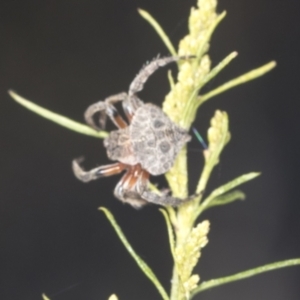 Dolophones sp. (genus) at Bruce, ACT - 31 Dec 2021