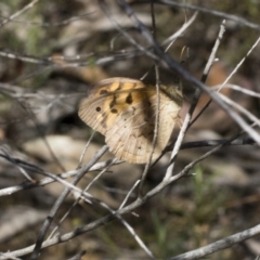 Heteronympha merope (Common Brown Butterfly) at Bruce Ridge - 30 Dec 2021 by AlisonMilton