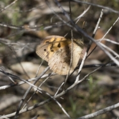 Heteronympha merope (Common Brown Butterfly) at GG265 - 30 Dec 2021 by AlisonMilton