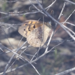 Heteronympha merope at Bruce, ACT - 31 Dec 2021