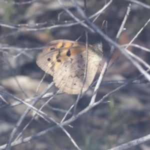 Heteronympha merope at Bruce, ACT - 31 Dec 2021