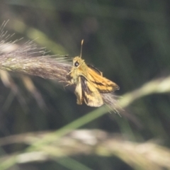 Ocybadistes walkeri (Green Grass-dart) at Bruce, ACT - 31 Dec 2021 by AlisonMilton