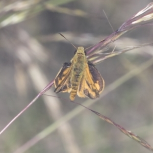 Ocybadistes walkeri at Bruce, ACT - 31 Dec 2021