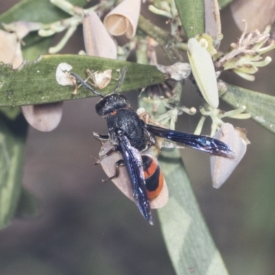Eumeninae (subfamily) (Unidentified Potter wasp) at Bruce Ridge to Gossan Hill - 30 Dec 2021 by AlisonMilton