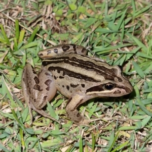 Limnodynastes peronii at Evans Head, NSW - 31 Dec 2021