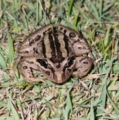 Limnodynastes peronii at Evans Head, NSW - 31 Dec 2021