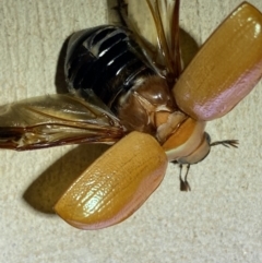Anoplognathus pallidicollis (Cashew beetle) at Numeralla, NSW - 31 Dec 2021 by Steve_Bok