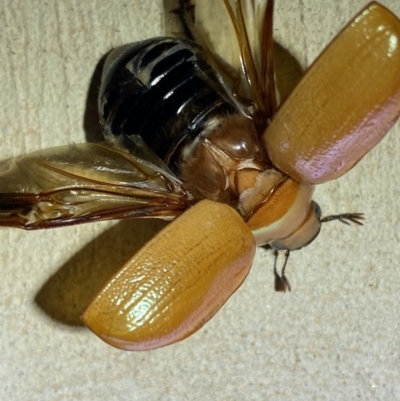 Anoplognathus pallidicollis (Cashew beetle) at Numeralla, NSW - 31 Dec 2021 by SteveBorkowskis