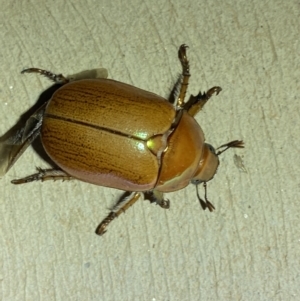 Anoplognathus pallidicollis at Numeralla, NSW - 31 Dec 2021