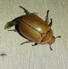 Anoplognathus pallidicollis at Numeralla, NSW - 31 Dec 2021