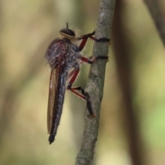 Neoaratus hercules (Herculean Robber Fly) at Jerrabomberra Wetlands - 30 Dec 2021 by RodDeb