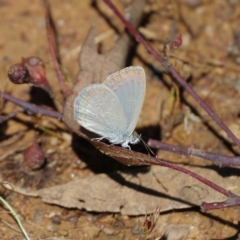 Zizina otis (Common Grass-Blue) at Mount Ainslie - 31 Dec 2021 by regeraghty