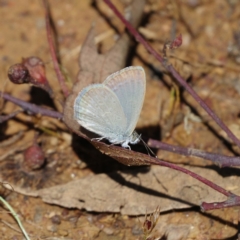 Zizina otis (Common Grass-Blue) at Pialligo, ACT - 31 Dec 2021 by regeraghty