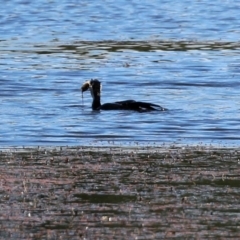 Microcarbo melanoleucos (Little Pied Cormorant) at Jerrabomberra Wetlands - 30 Dec 2021 by RodDeb