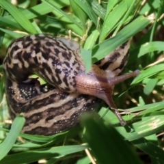 Limax maximus (Leopard Slug, Great Grey Slug) at Fyshwick, ACT - 30 Dec 2021 by RodDeb