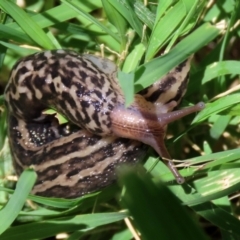 Limax maximus (Leopard Slug, Great Grey Slug) at Fyshwick, ACT - 30 Dec 2021 by RodDeb