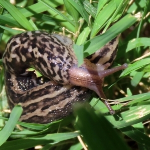 Limax maximus at Fyshwick, ACT - 30 Dec 2021