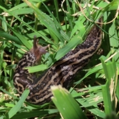 Limax maximus at Fyshwick, ACT - 30 Dec 2021 01:17 PM