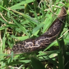 Limax maximus at Fyshwick, ACT - 30 Dec 2021