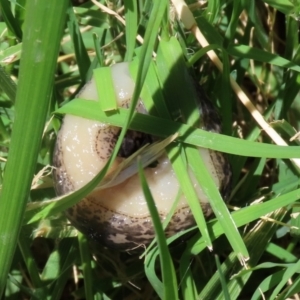 Limax maximus at Fyshwick, ACT - 30 Dec 2021