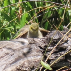 Ptilotula penicillata at Fyshwick, ACT - 30 Dec 2021