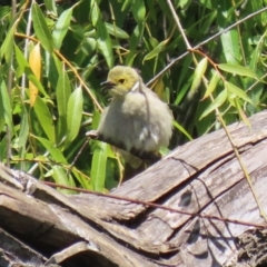 Ptilotula penicillata at Fyshwick, ACT - 30 Dec 2021